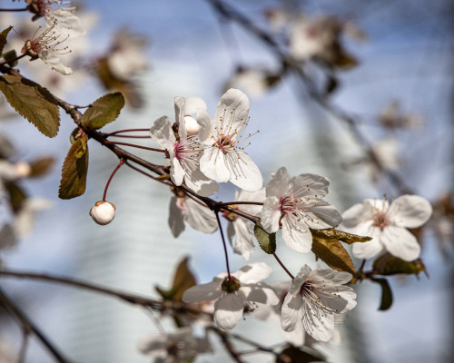 Blüten im Frühling (Foto: Raymond Reitzer)